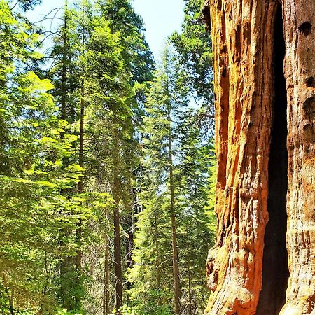 Sequoia Trails, Mountains, Fun & Relax Βίλα Ponderosa Εξωτερικό φωτογραφία